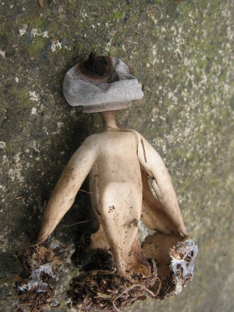 英国诺福克郡发现新品种人形蘑菇geastrum britannicum