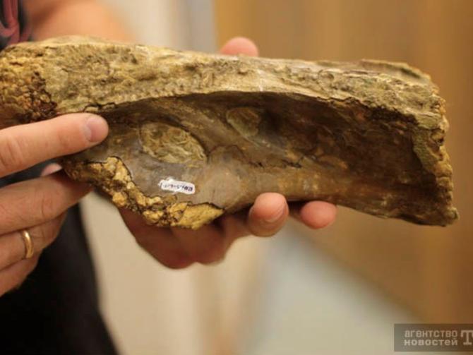 科学家先前在西伯利亚发现的化石最近被证实是全新品种恐龙“西伯利亚龙”