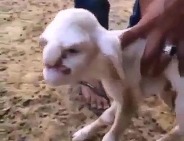 小羊的样貌就如一个老人一样