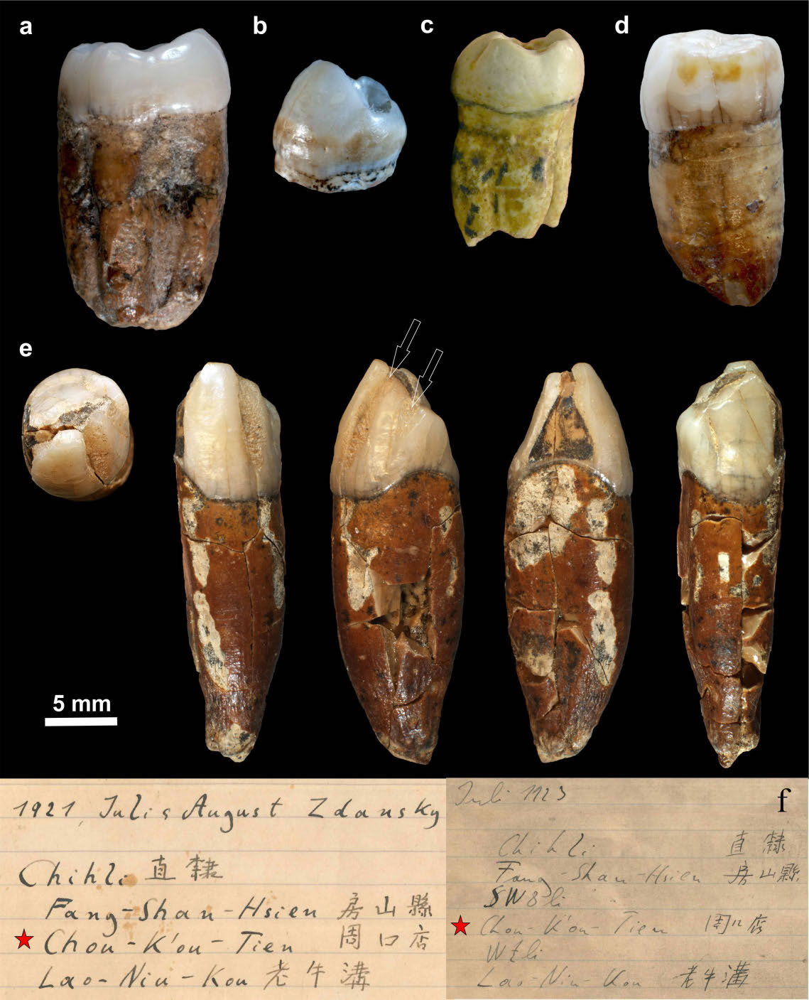 元谋人牙齿化石 - 神秘的地球 科学|自然|地理|探索