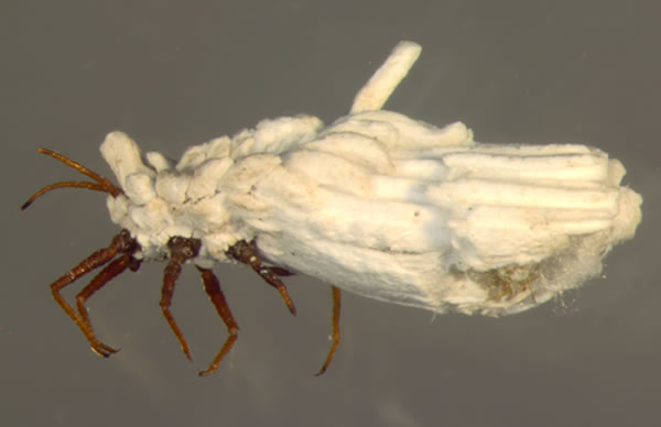 ������ǳ�ɳ�