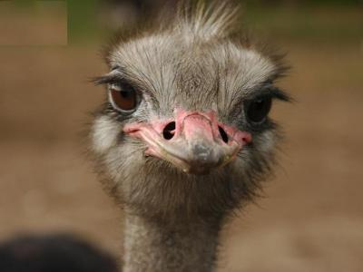 研究发现鸵鸟睁着眼睛睡觉