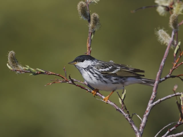 12���ص����ݡ��ڶ��׼���ݺ������Զ���м�¼