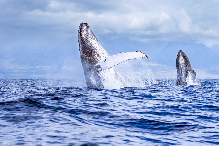 Ұ��������ӰʦJon Cornforth�������ĵ���׽����ͷ������ͷ��ͬʱԾ������������