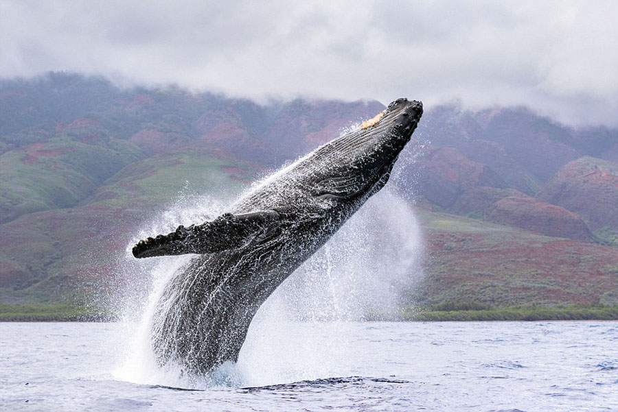 Ұ��������ӰʦJon Cornforth�������ĵ���׽����ͷ������ͷ��ͬʱԾ������������