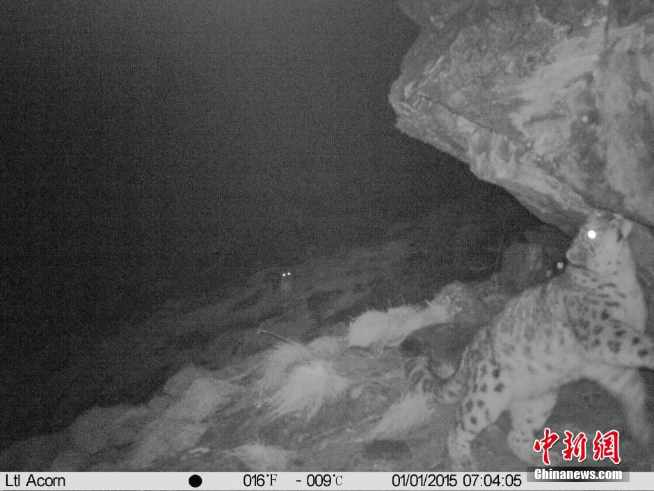 四川卧龙国家自然保护区首次获取到雪豹母子的珍贵照片和视频