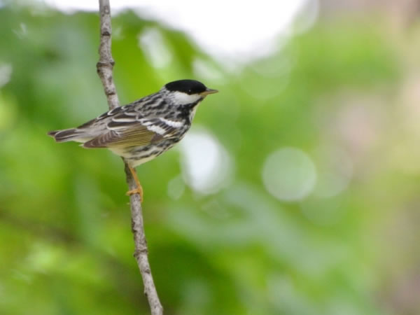 ��ѧ�ҷ���СС���ݡ��׼���ݺ����һ������Խ��������