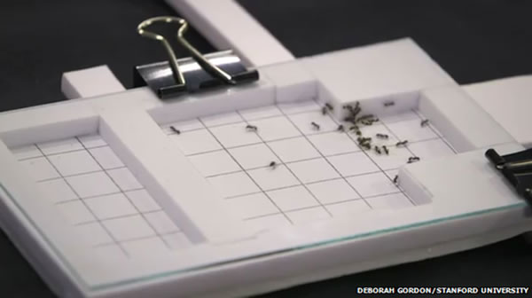 �о���Ա������һ����վ����ѧ����ϸ���ܾ���ʵ�鲽�裬�Ա������ǽ���ͬ����ʵ�顣˹̹����ѧ����ѧ���첩��-��Ǳ�ʾ��������ϣ��������صĺ��Ӷ����Խ���ͬ����ʵ�顣