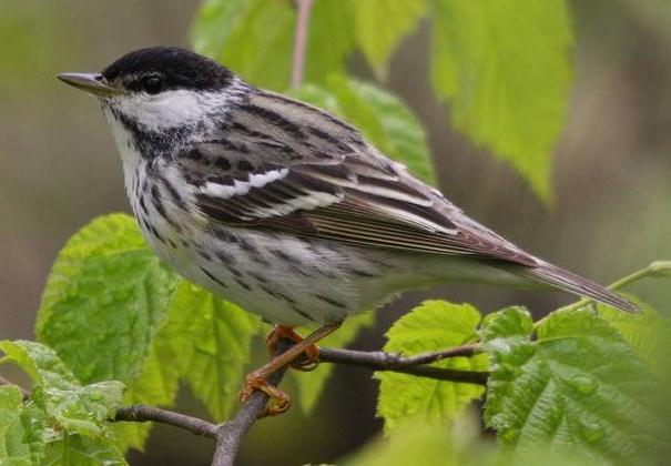 ����������˽�С��������Ȼ�ܹ�ʵ�����Զ����Ŀ纣Ǩ�㡣