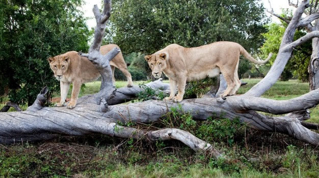 南非私人狮子园