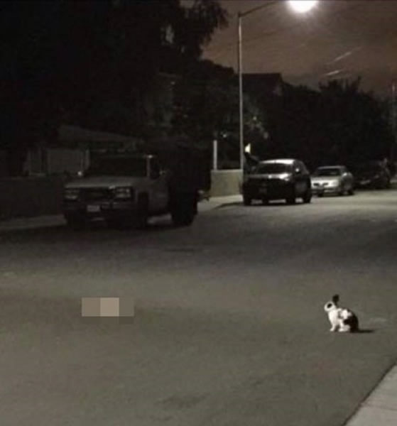加州一只雄兔目击雌兔被车辗毙 难过地守在原
