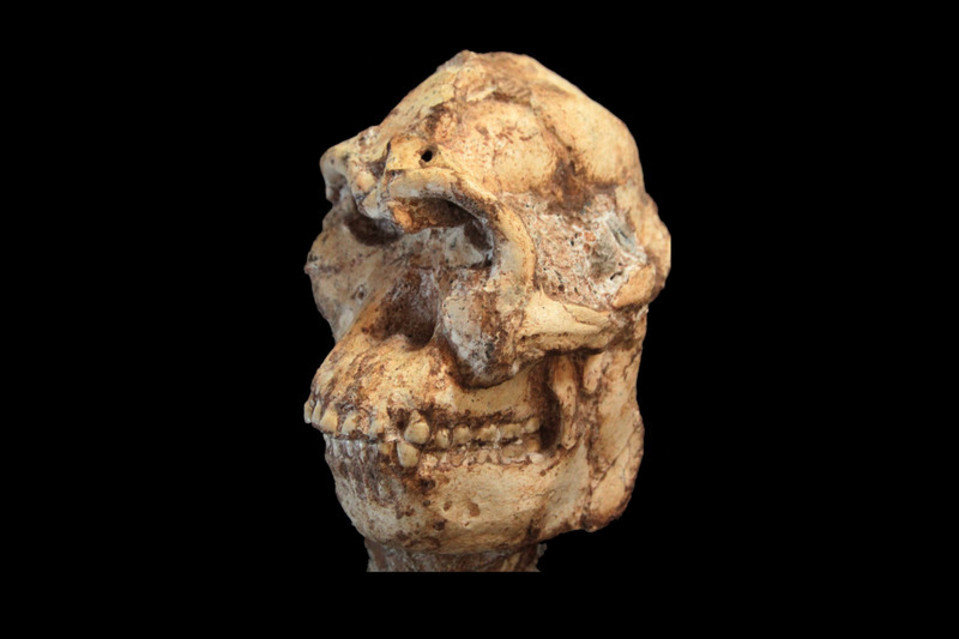 南非“小脚”可能是人类始祖,属新物种命名为普罗米修斯南猿(Australopithecus prometheus)