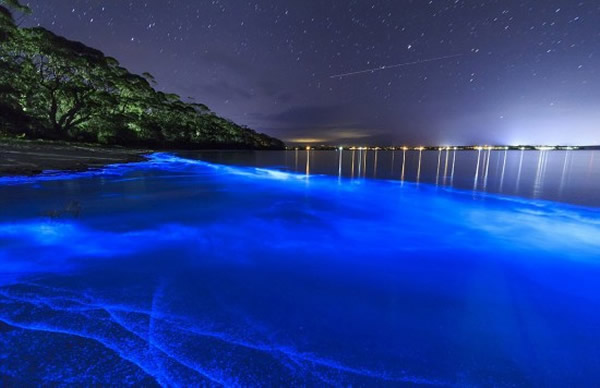 澳大利亚新南威尔士州南海岸杰维斯湾海湾被大量蓝色荧光海藻点亮