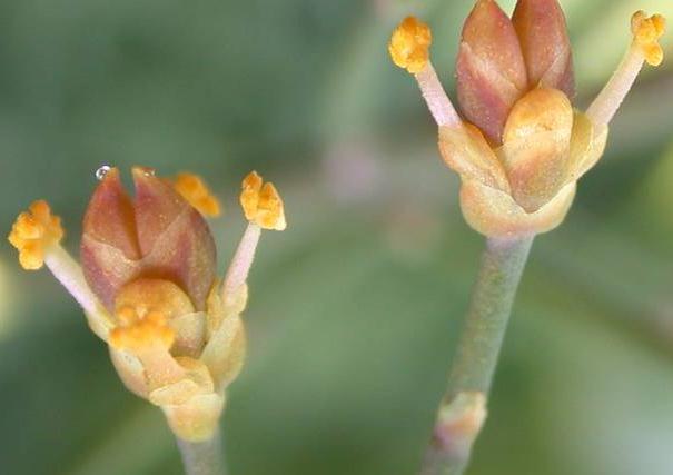 ����ֲ���ܹ����ں��ǵ�Һ�Σ����ҿ��¹�����ҹ�����ڷ��ߵ�ע������