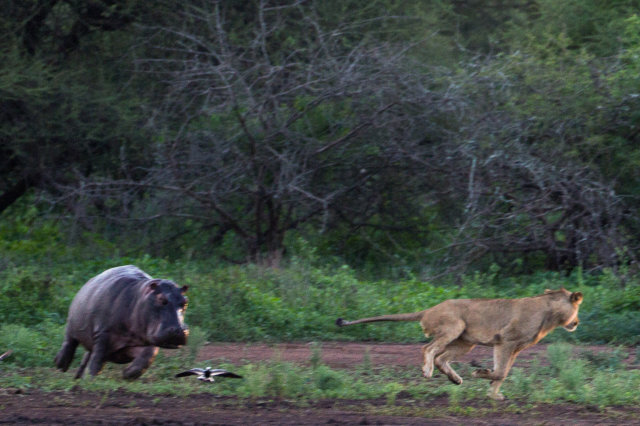 河马妈妈相当气愤,一脸不放过母狮的表情。