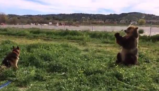 蒂马(右)在田野间拿水喉淋身消暑,狗狗友伴在旁羡慕不已。