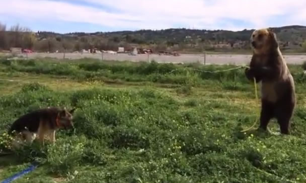 蒂马(右)向狗狗友伴洒水,实行有福同享。