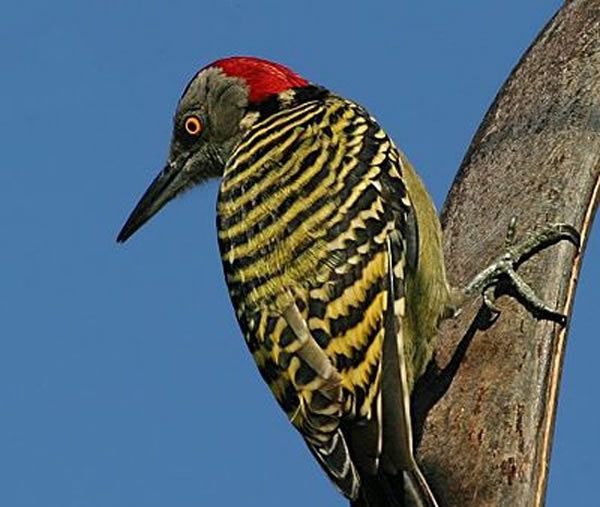 啄木鸟(woodpecker)