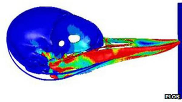 计算机模拟演示精确的表现了作用力是如何分布在啄木鸟的头骨上的