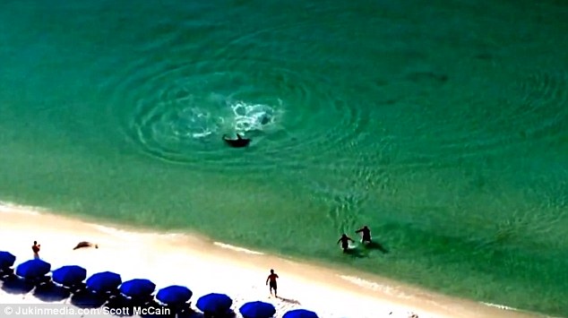 佛罗里达州泳客海边玩水 没察觉致命双髻鲨正