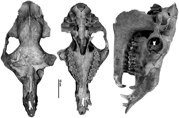 �Ŷ�ԭ����Ϊ��������ţ�ĹǺ�