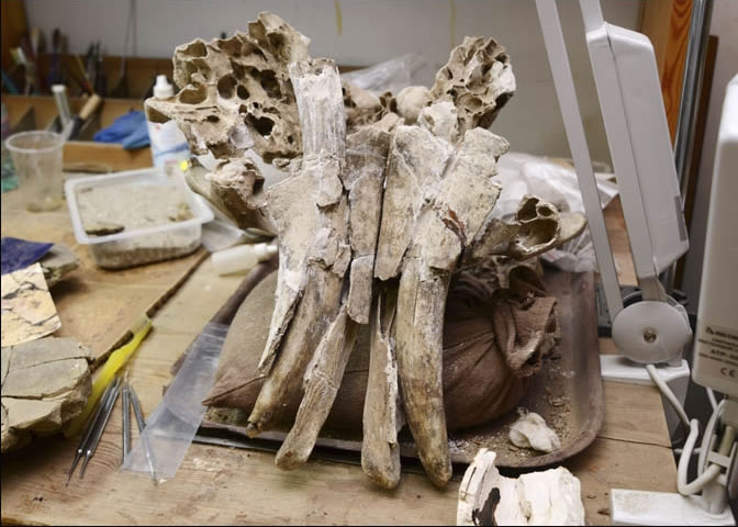 ר���ƶϳ�ë��Ի��й�������