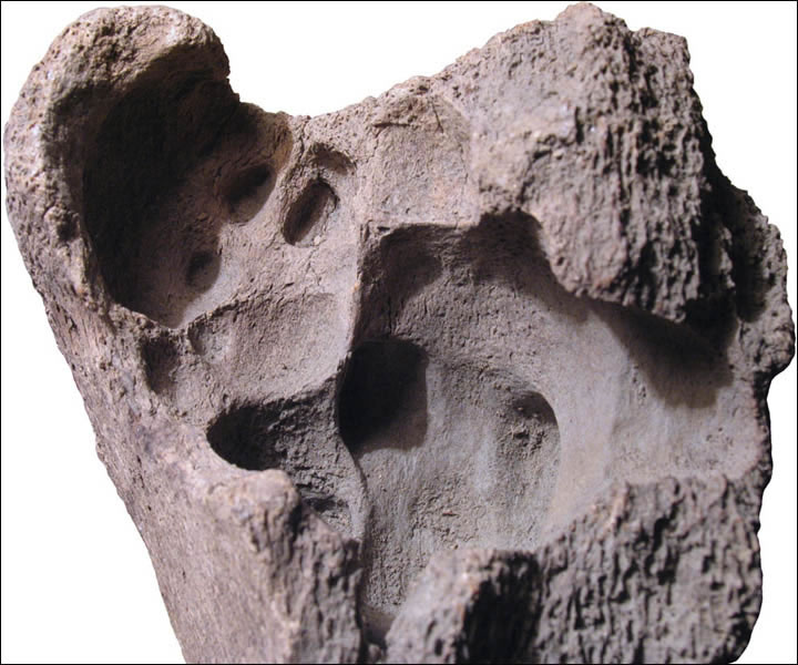 ר��ָ��ë��Ĺ�ͷ��ȱ������