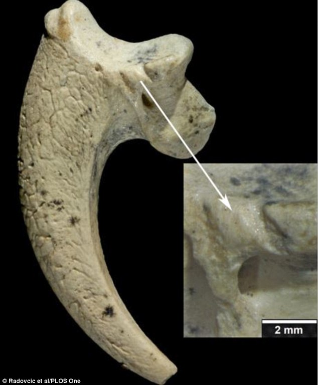 尼安德特人在13万年前就使用鹰爪制作人类最早的首饰