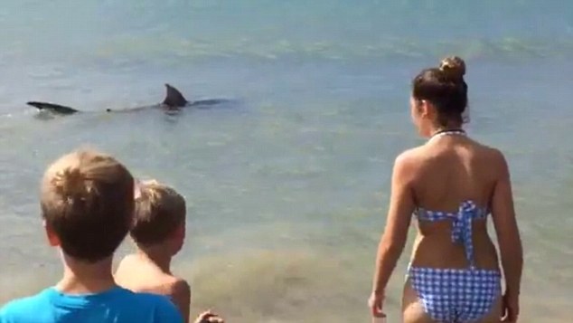 泳客离远观察鲨鱼动向