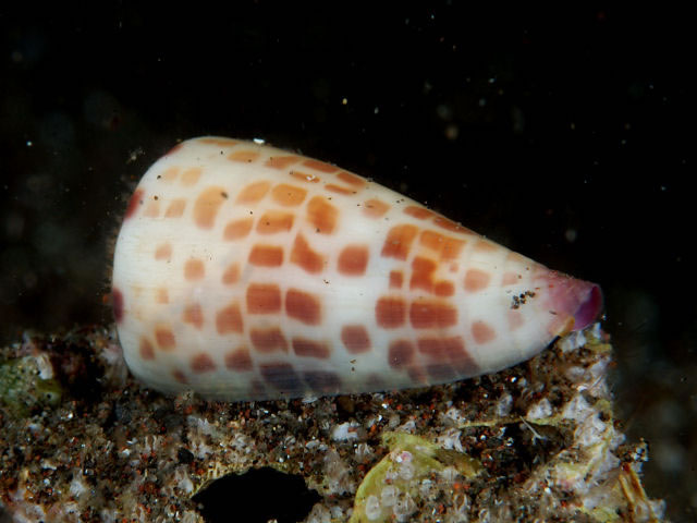 ���ݽ�ʳ��ʽ�Ľ���