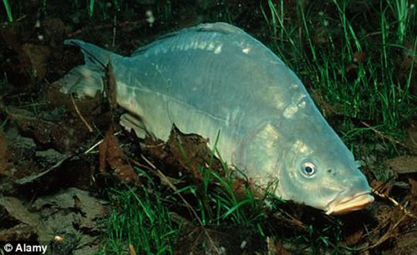 ��ʵ���У�һȺ�����׳��ʳ���������ͬһ��ˮ������ʹ���޷��Ե����ѣ���Щ����ȴ�������ˡ�