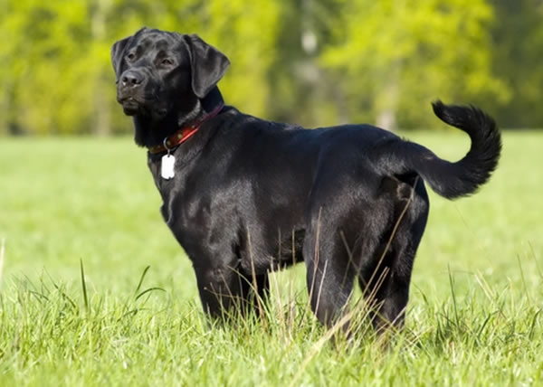 ����Ȯֻ����Ϊһֻ��ɫ��������Ȯ��ͼ����������ͼƬ��