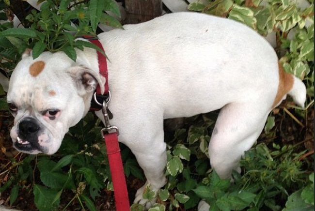 ��������DNA�������ҳ�����ʺ�Ĺ�