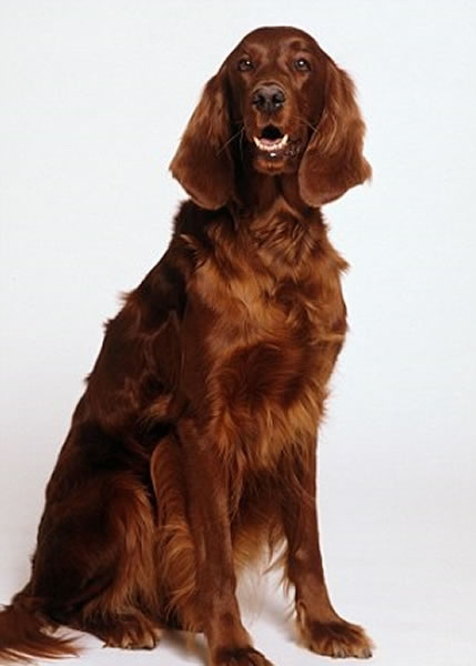 最多狗主喜爱查理猎犬的软长耳朵