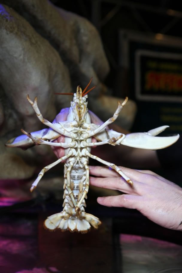 ���¶�Ķ�Ƥ�ʰ�ɫ��