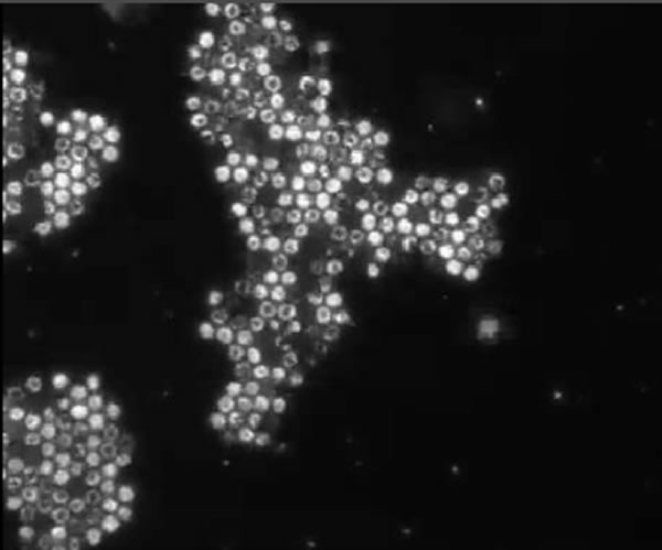 ѧҷһ΢γɵġ塱