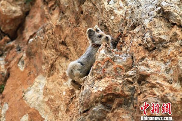 ���������״η�����1983�꣬���һ�μ�����2014�ꡣ