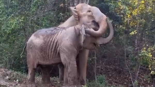 分离几年的大象母女团聚了