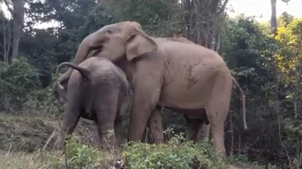分离几年的大象母女团聚了