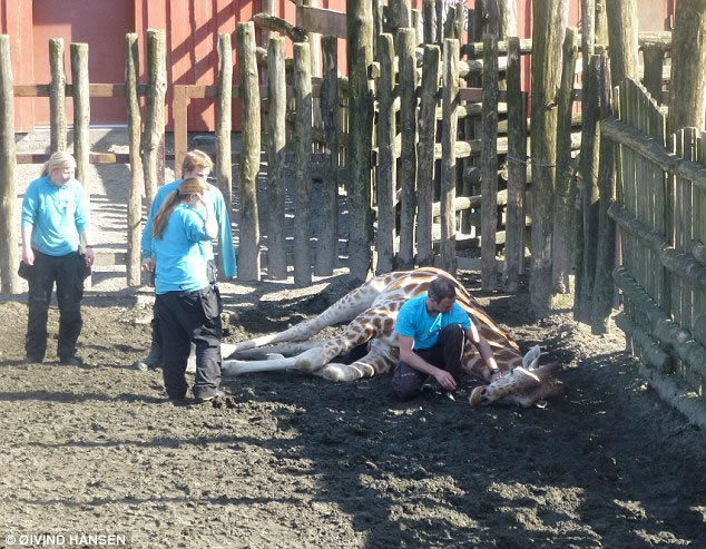 Ų԰Kristiansand zooϮ¹¼