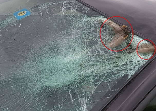 ���ѵĵ��粣���ϻ����л𼦵���ë��