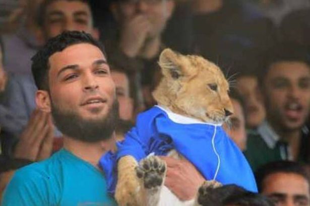 巴勒斯坦一足球迷携小狮子到球场为球队助威