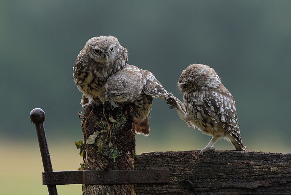 小猫头鹰伸出爪子,挠挠兄弟的翅膀,一副“求抱抱”的姿态。