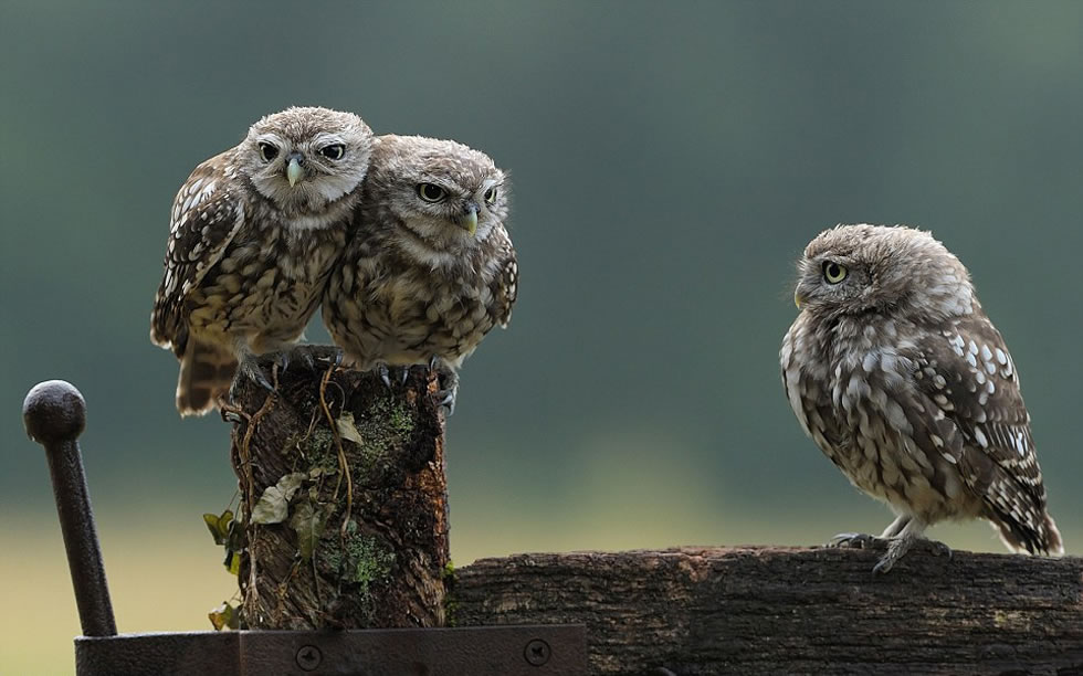 英格兰比肯斯菲尔德镇上一只小猫头鹰看着兄弟拥抱非常羡慕