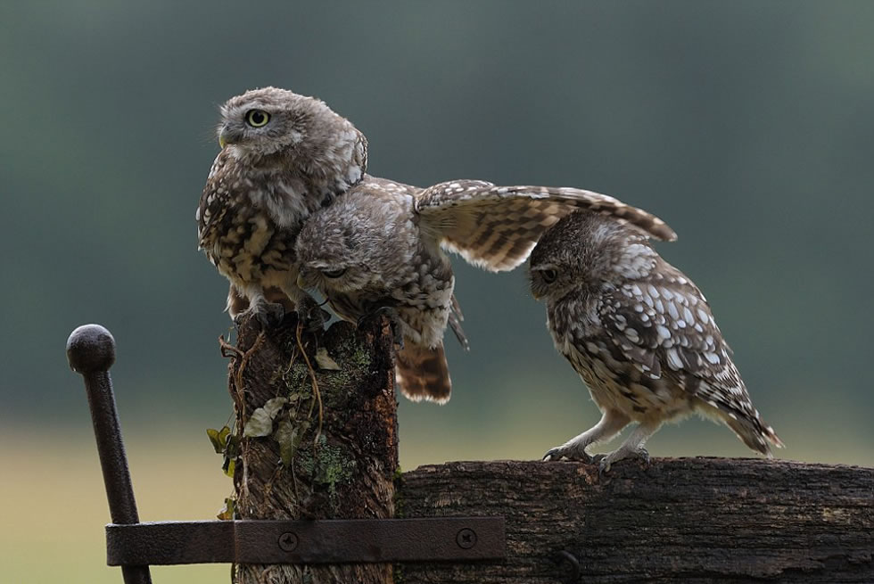 最后,这只小猫头鹰终于成功钻到了兄弟的翅膀底下。