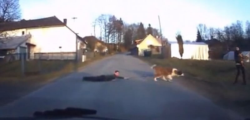 �ݿ�һֻ���;޴��ʥ����Ȯ���ޡ����˹���·