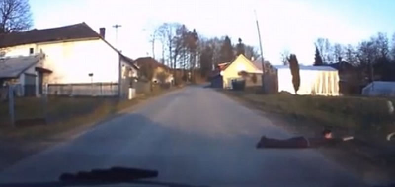 �ݿ�һֻ���;޴��ʥ����Ȯ���ޡ����˹���·