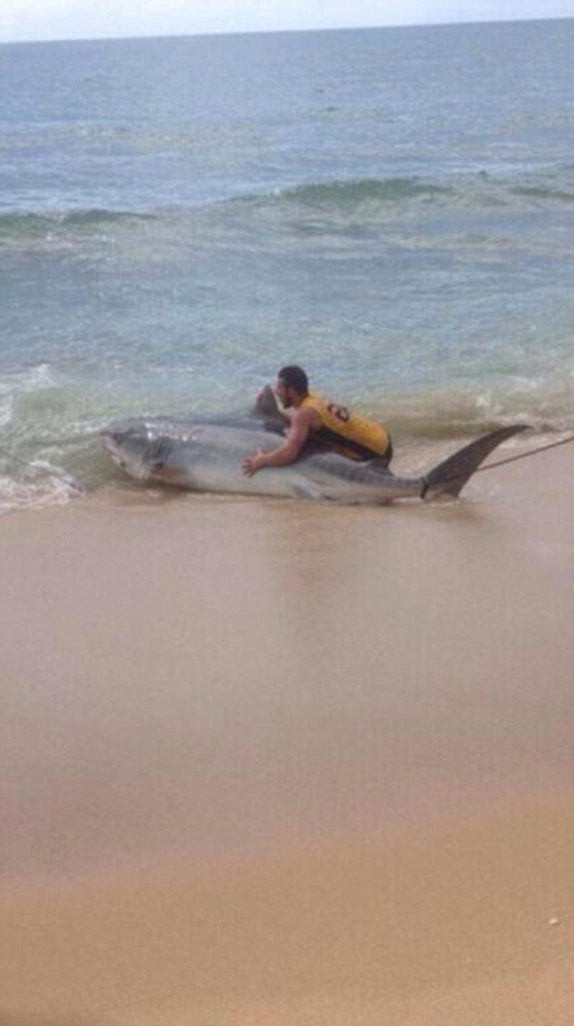 澳大利亚青年在海滩钓鱼意外钓到4米长虎鲨 经过三小时周旋最终将鲨鱼放归大海