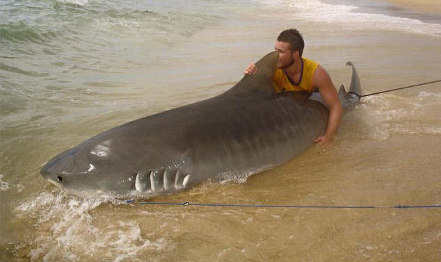澳大利亚青年在海滩钓鱼意外钓到4米长虎鲨 经过三小时周旋最终将鲨鱼放归大海