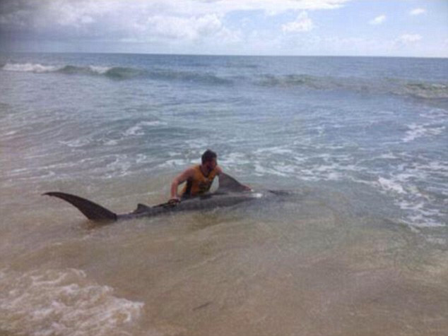 澳大利亚青年在海滩钓鱼意外钓到4米长虎鲨 经过三小时周旋最终将鲨鱼放归大海